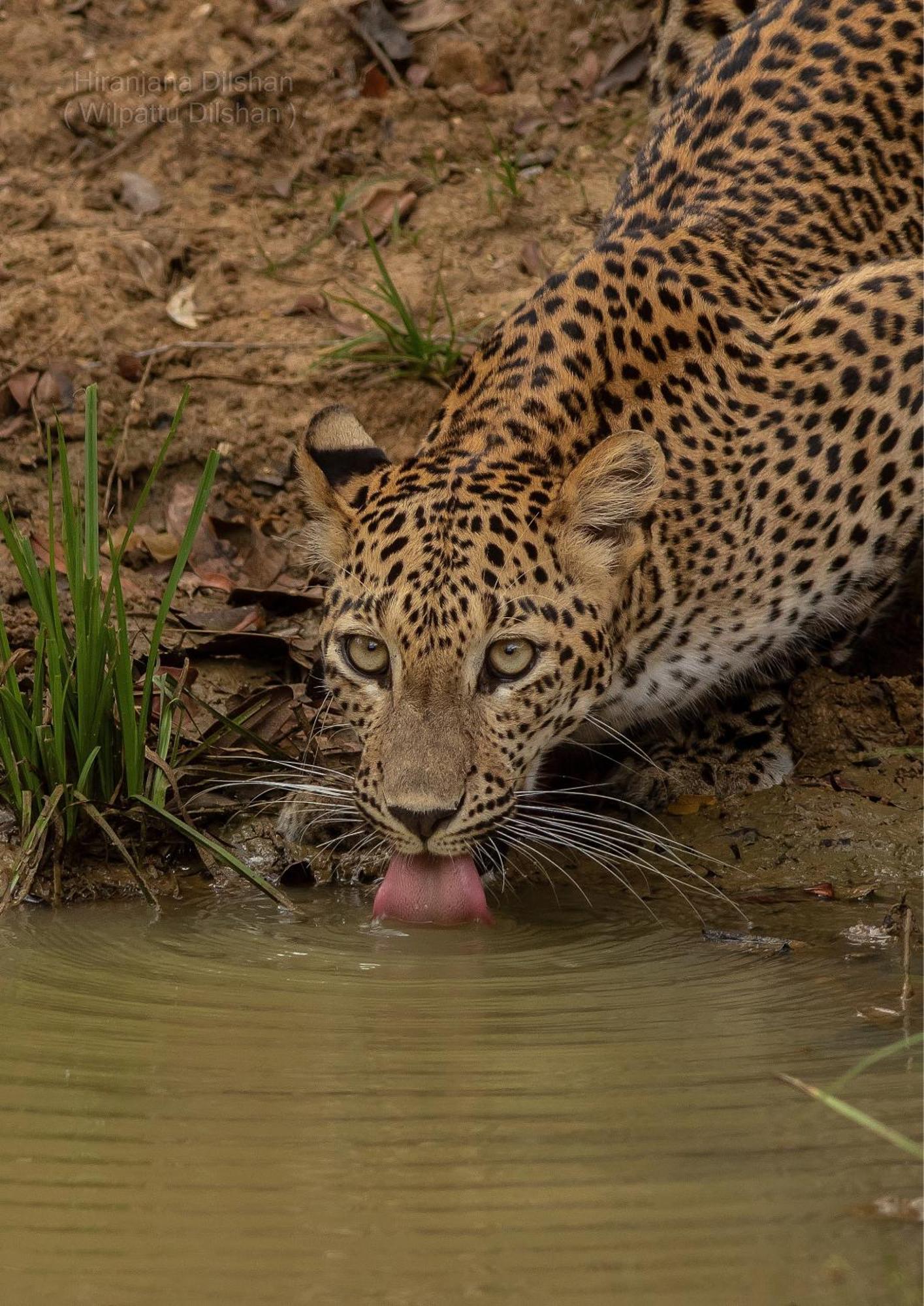 Epic Wild Wilpattu Villa Nochchiyagama Bagian luar foto