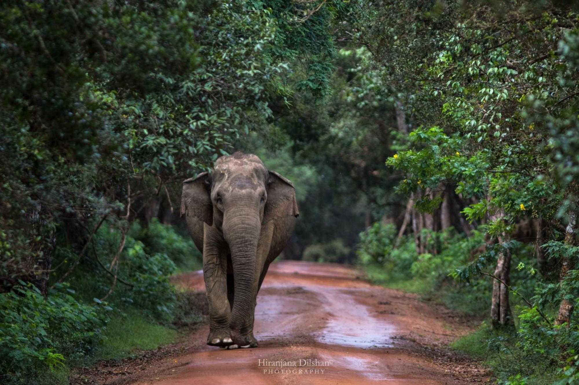 Epic Wild Wilpattu Villa Nochchiyagama Bagian luar foto