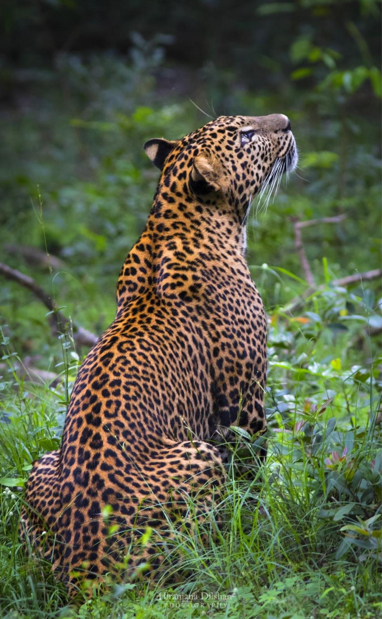 Epic Wild Wilpattu Villa Nochchiyagama Bagian luar foto