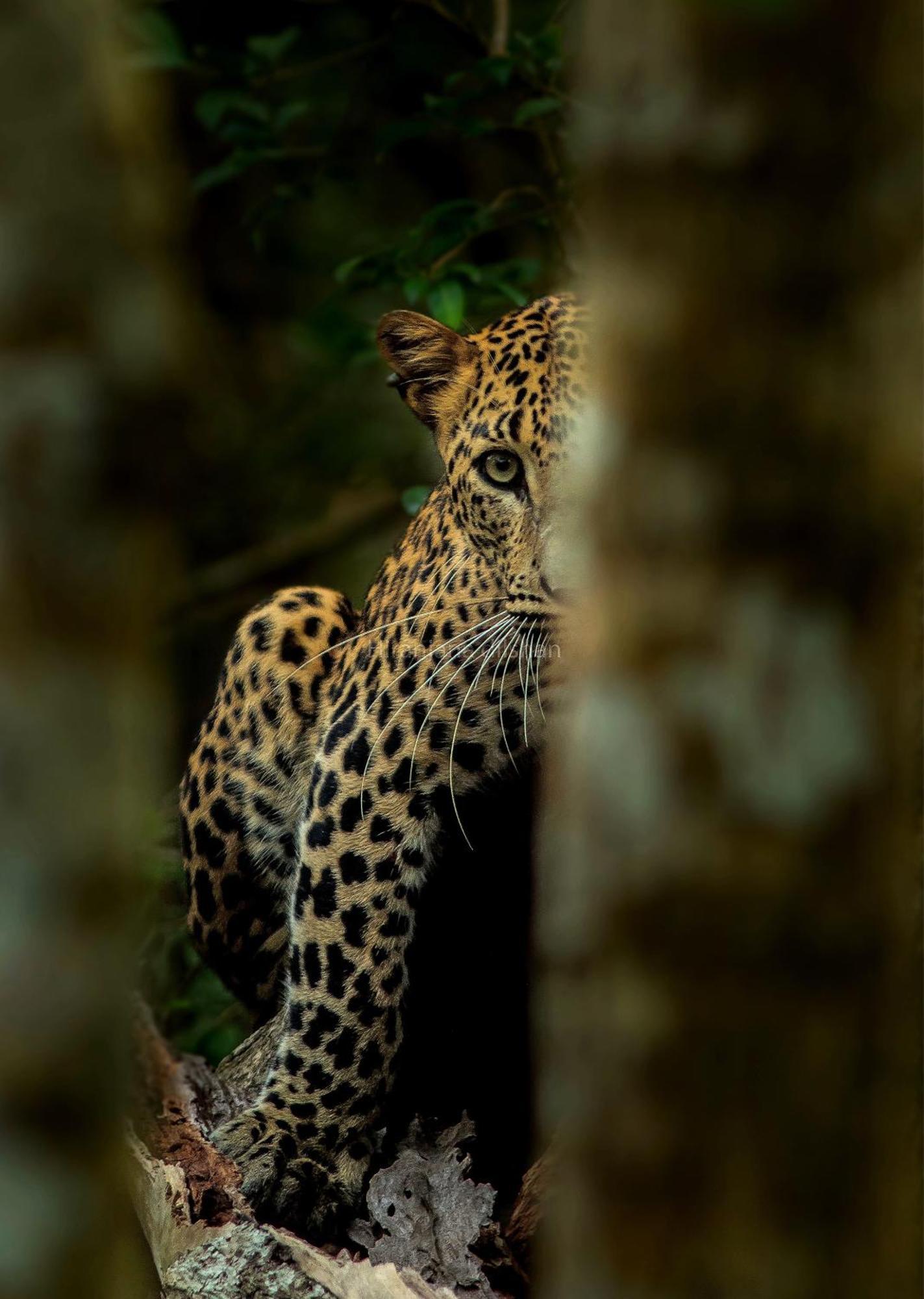 Epic Wild Wilpattu Villa Nochchiyagama Bagian luar foto