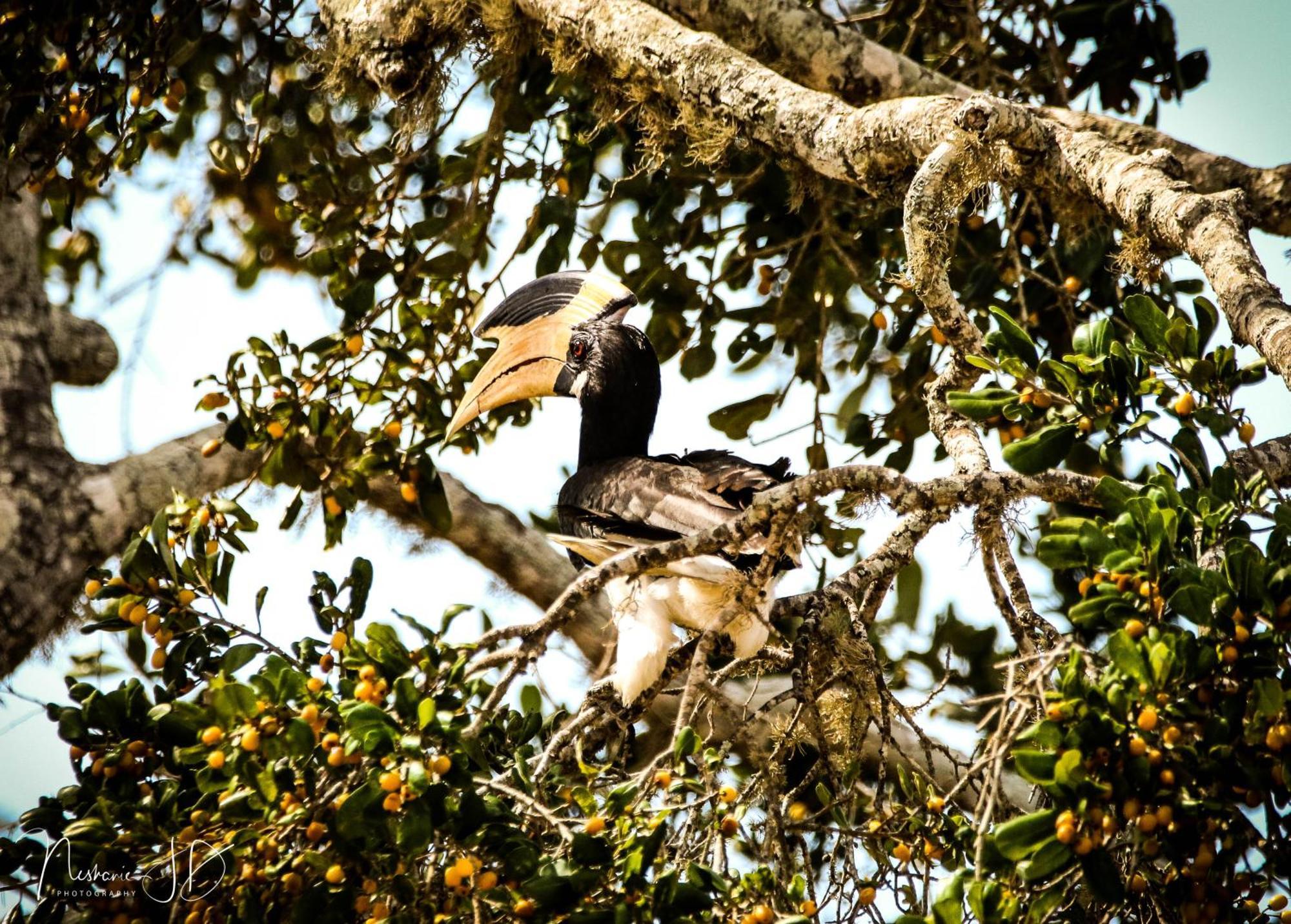 Epic Wild Wilpattu Villa Nochchiyagama Bagian luar foto